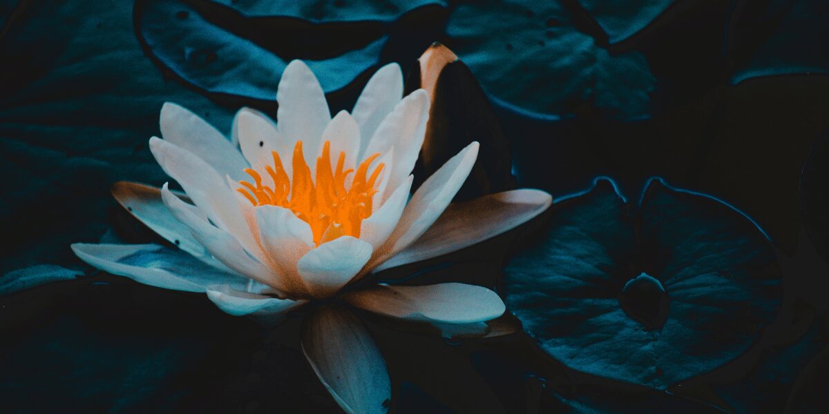 A moody photograph of a pink lotus blossom flower.